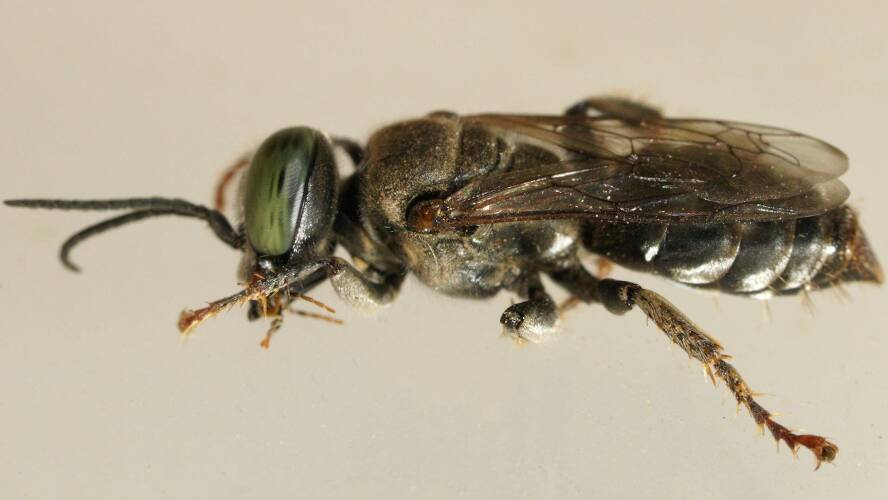 Black Sand-loving Wasp (Tachytes sp ES01)