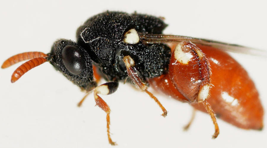 Orange & Black Hopping Wasp (Brachymeria sp ES06)