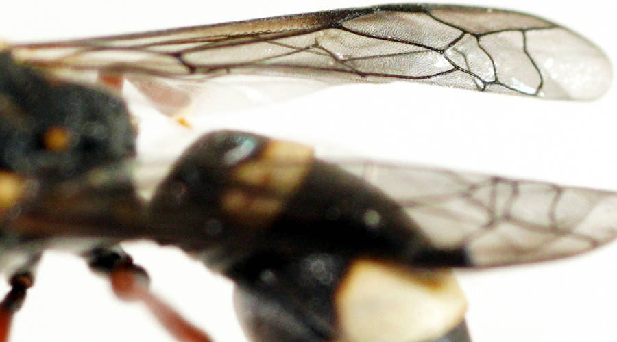 White-marked Potter Wasp (Eumeninae sp ES09)