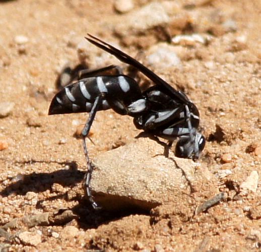 Unid'ed Zebra Spider Wasp (Turneromyia sp ES01)