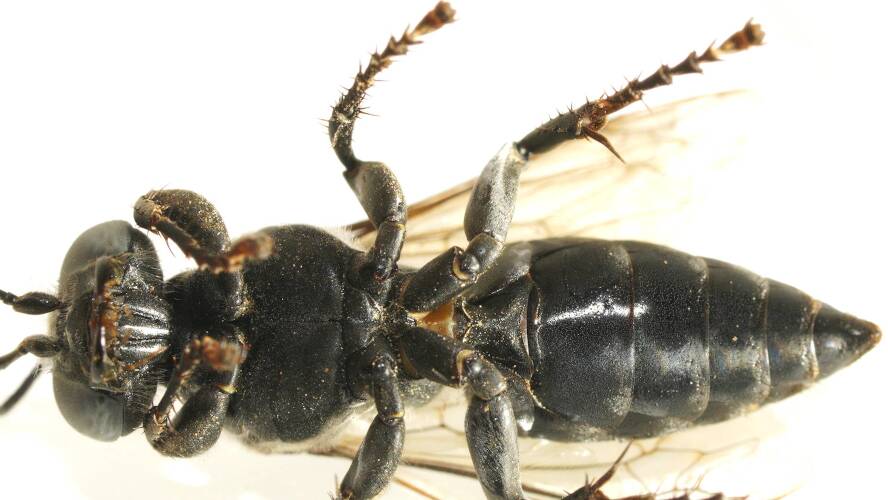 Large Black Sand-loving Wasp (Tachytes sp ES02)
