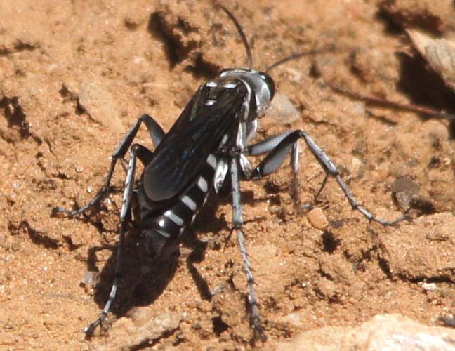 Unid'ed Zebra Spider Wasp (Turneromyia sp ES01)