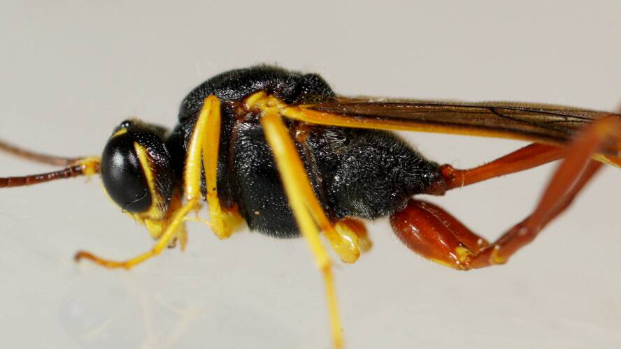 Two-toned Caterpillar Parasite Wasp (Heteropelma scaposum)