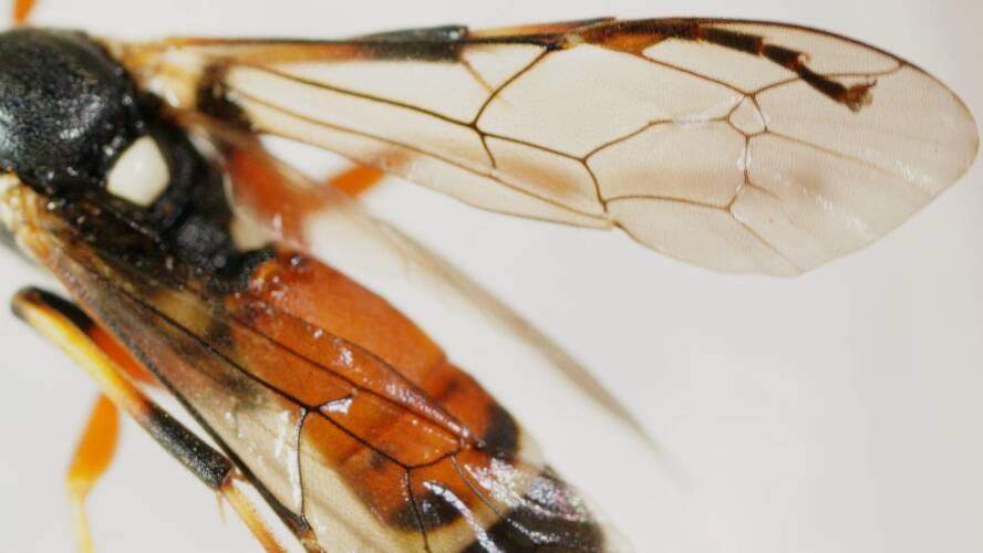 Armyworm Parasitic Wasp (Ichneumon promissorius)