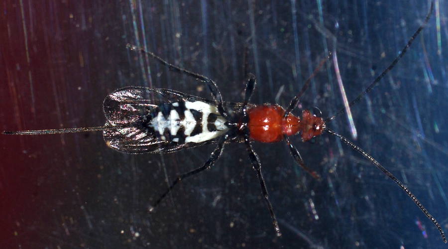 Red Braconid Wasp (Braconidae sp ES01)