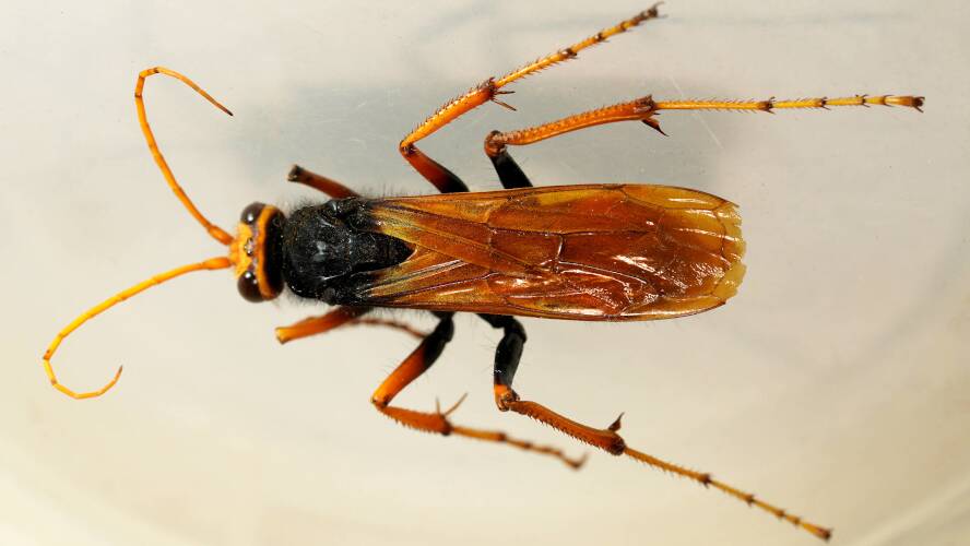 Two-coloured Orange Spider Wasp (Cryptocheilus bicolor)