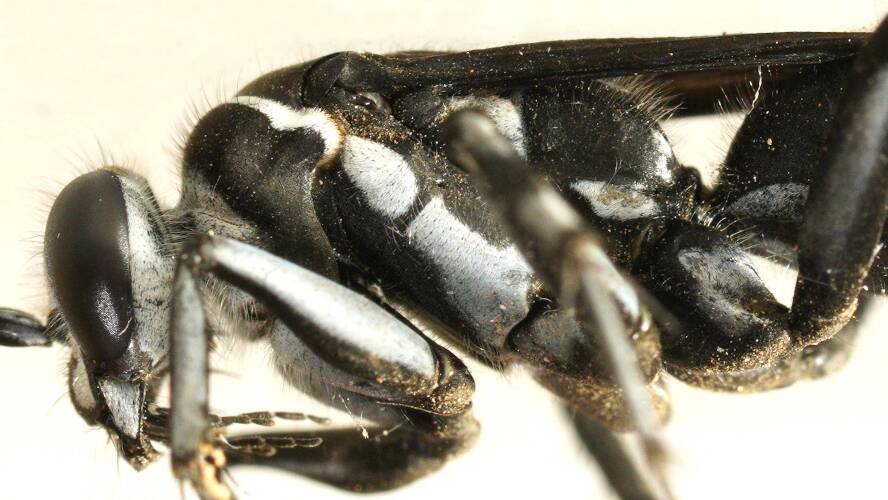 Undescribed Zebra Spider Wasp (Turneromyia sp ES02)
