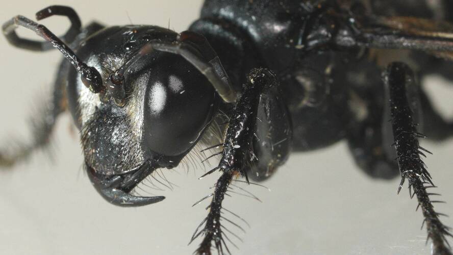 Fat Digger Wasp (Sphex corporosus)