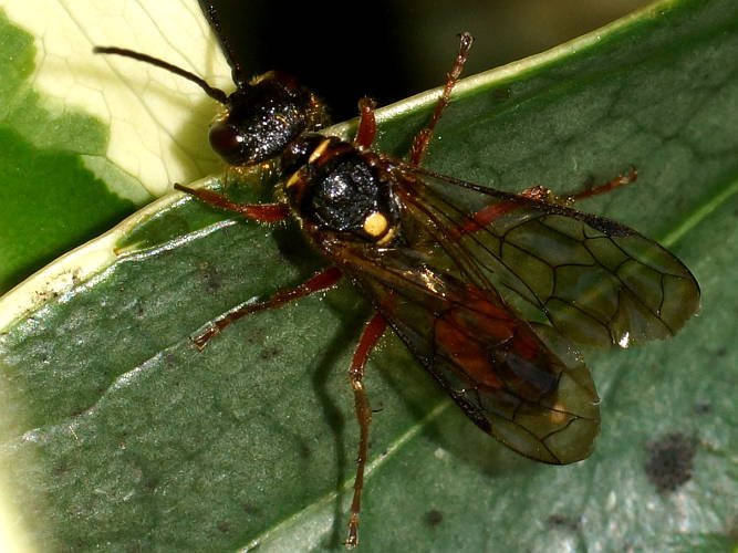 Flower Wasp (Tachynomyia sp)