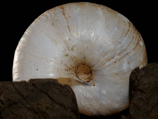 Common White Snail (Cernuella virgata)