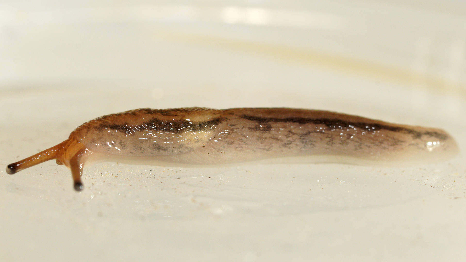 Threeband Slug (Ambigolimax sp)