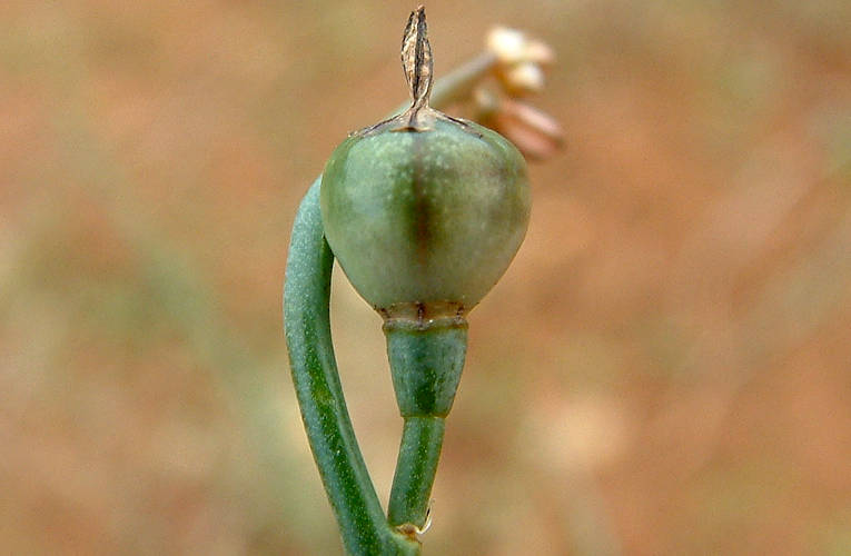 Onion Weed (Asphodelus fistulosus)