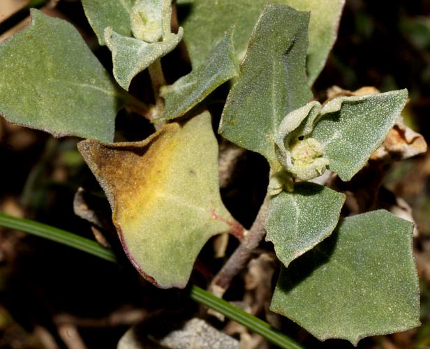 Pointed Saltbush (Atriplex acutibractea ssp acutibractea)