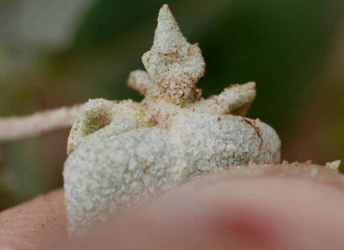 Pointed Saltbush (Atriplex acutibractea ssp acutibractea)