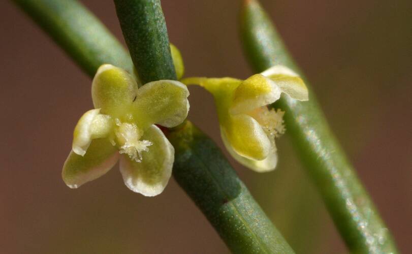 Twiggy Lignum (Muehlenbeckia diclina)