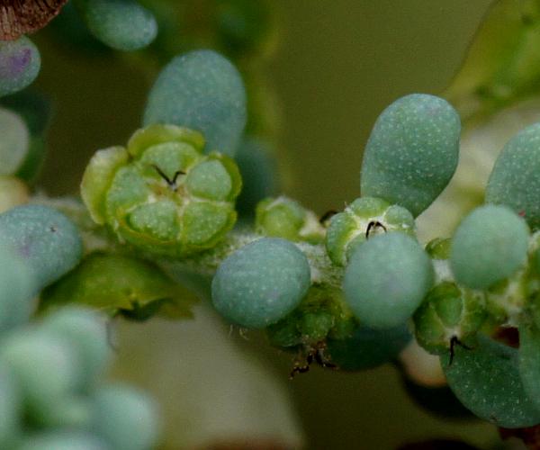 Short-leaf Bluebush (Maireana brevifolia)
