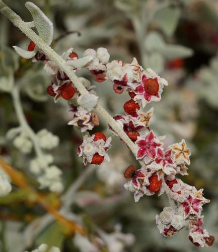 Cottony Saltbush (Chenopodium curvispicatum)