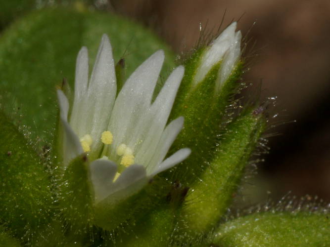 Mouse-ear Chickweed (Cerastium glomeratum)