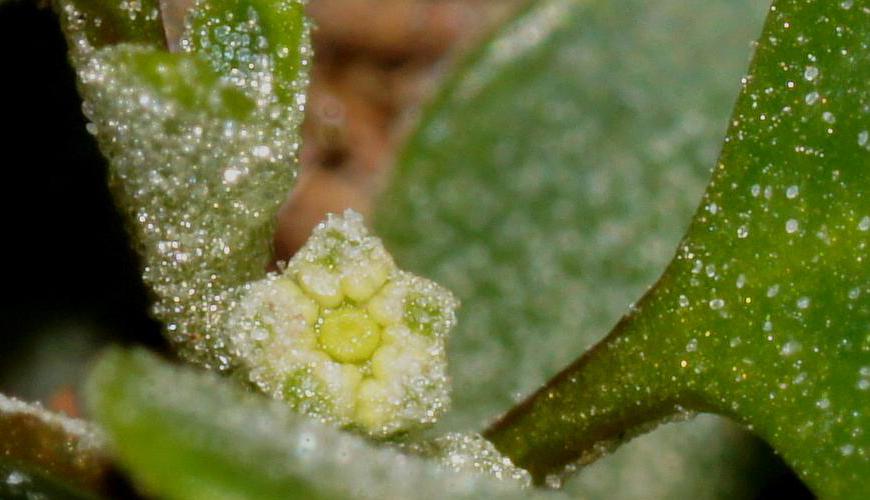 Spiny Saltbush (Rhagodia spinescens)