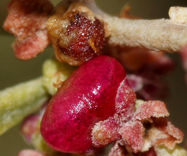 Fleshy Saltbush (Rhagodia crassifolia)