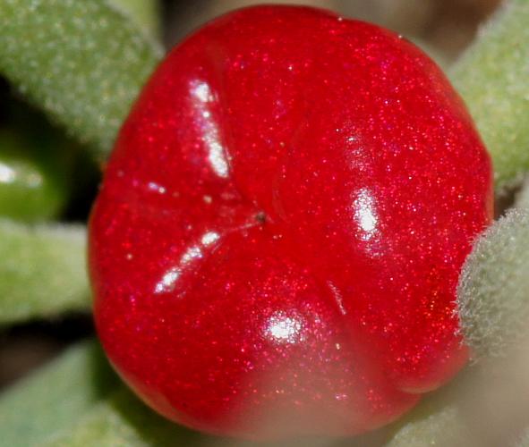 Ruby Saltbush (Enchylaena tomentosa var tomentosa)
