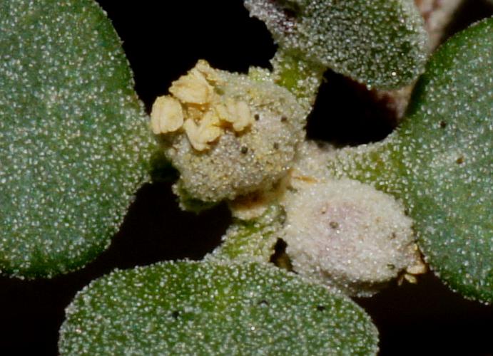 Spiny Saltbush (Rhagodia spinescens)