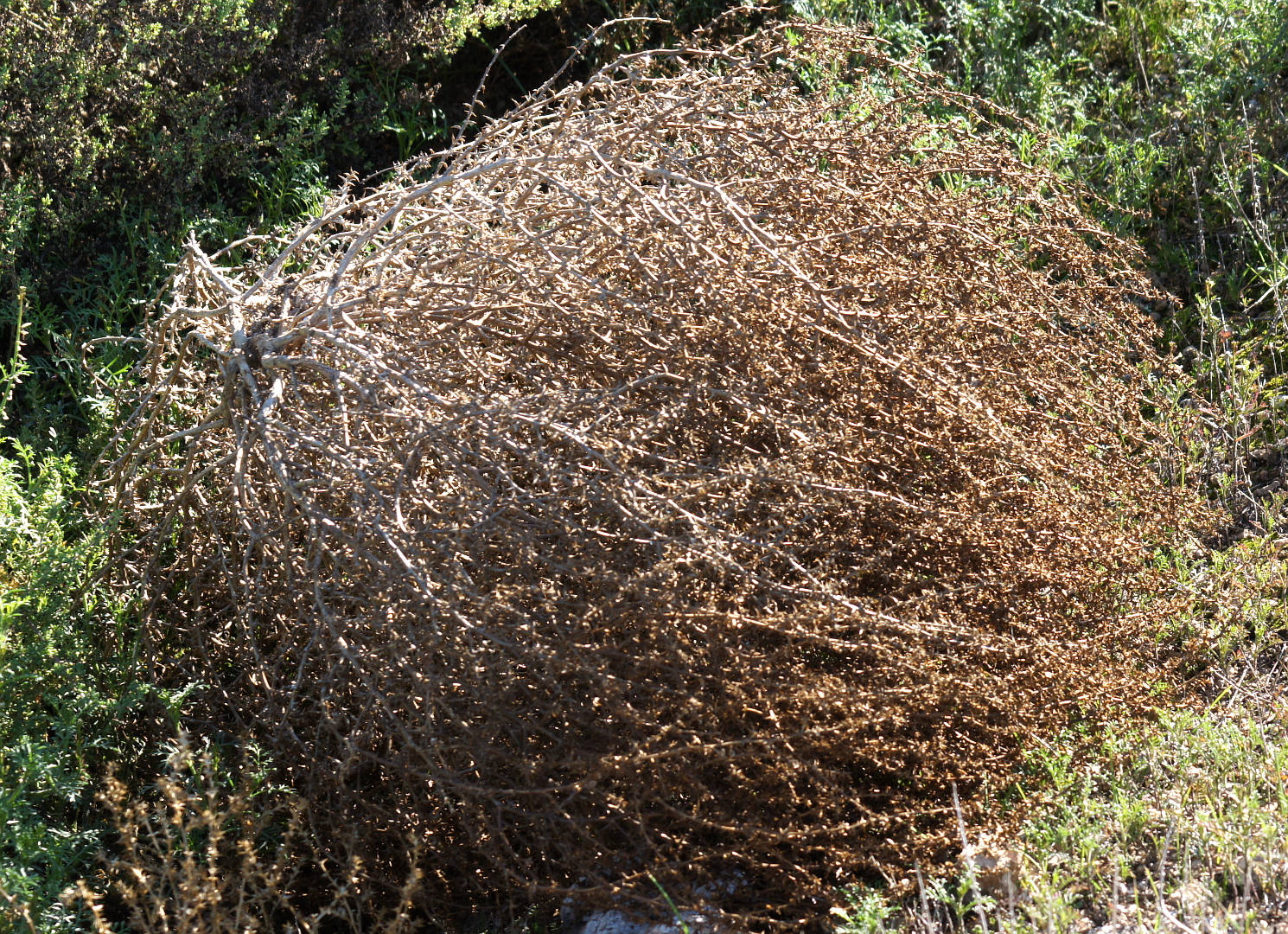 Buckbush (Salsola australis)