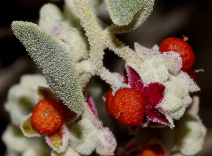 Cottony Saltbush (Chenopodium curvispicatum)