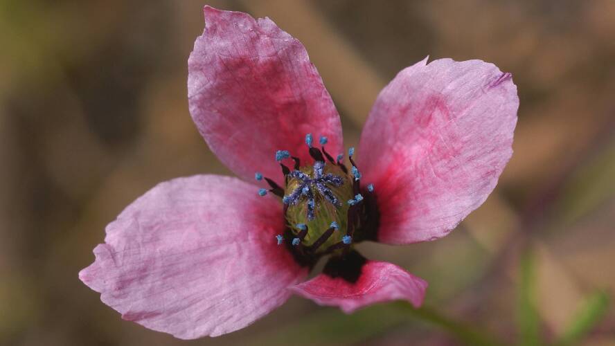 Round Pricklyhead Poppy (Papaver hybridum)
