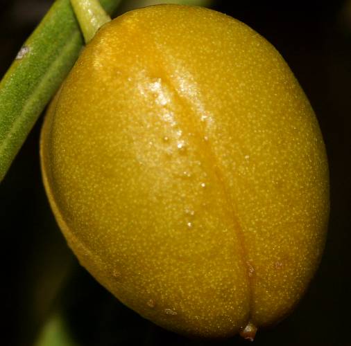 Native Apricot (Pittosporum angustifolium)