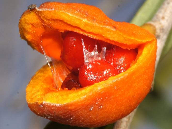 Native Apricot (Pittosporum angustifolium)