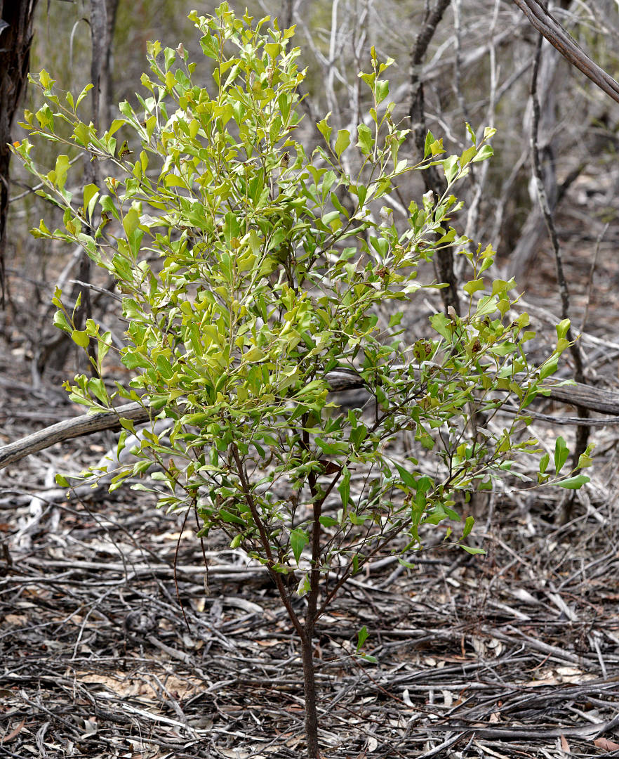 Native Holly (Grevillea ilicifolia ssp ilicifolia)