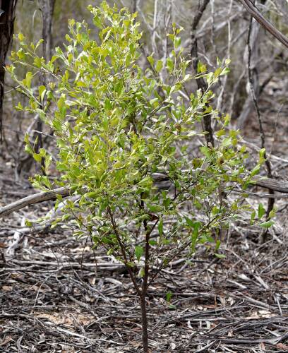 Native Holly (Grevillea ilicifolia ssp ilicifolia)