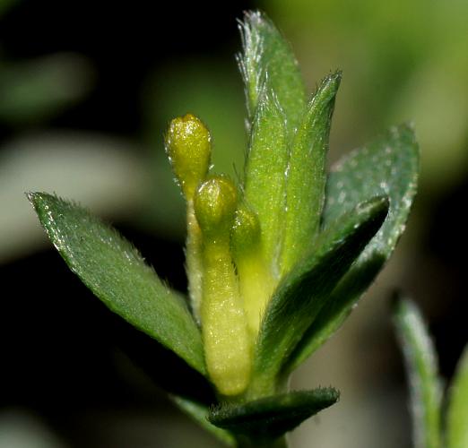 Silky Riceflower (Pimelea micrantha)