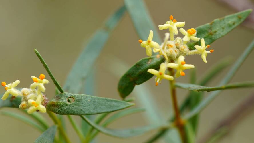 Shrubby Riceflower (Pimelea microcephala ssp microcephala)