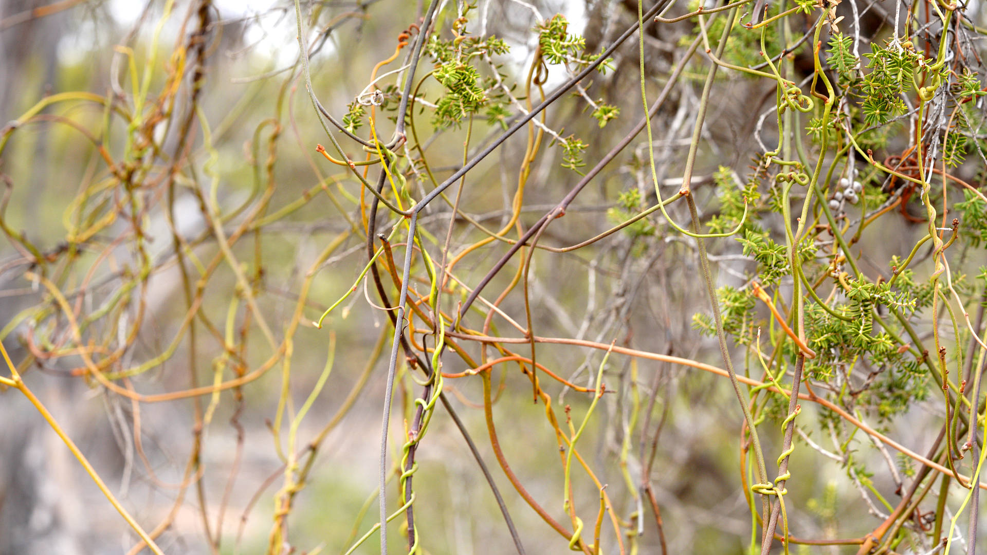 Course Dodder-laurel (Cassytha melantha)