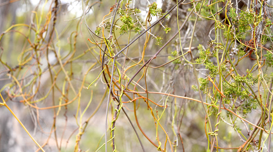 Course Dodder-laurel (Cassytha melantha)