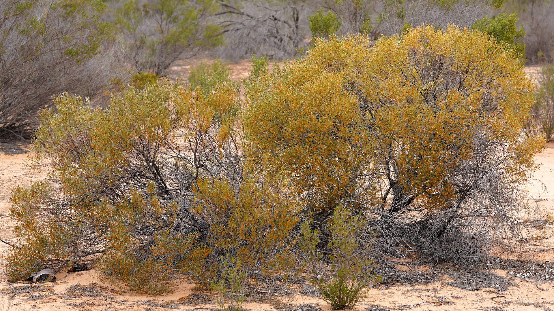 Needlebush Wattle (Acacia rigens)