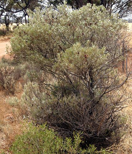 Silver Mulga-bush (Acacia argyrophylla)