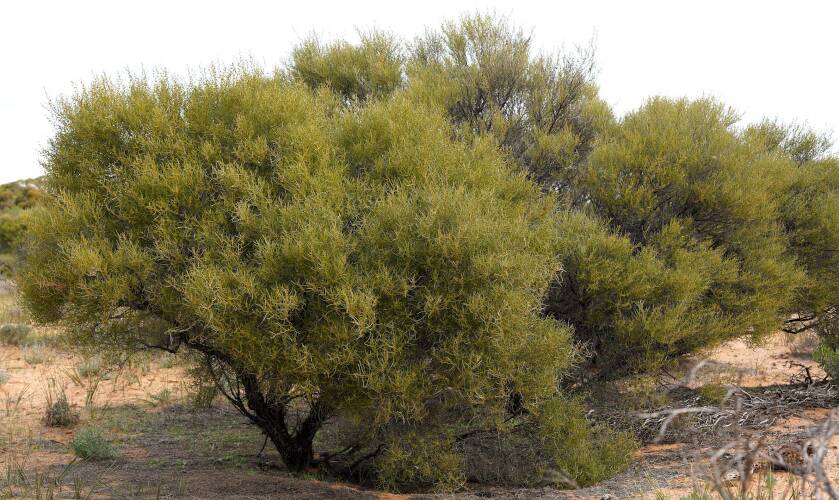Needlebush Wattle (Acacia rigens)