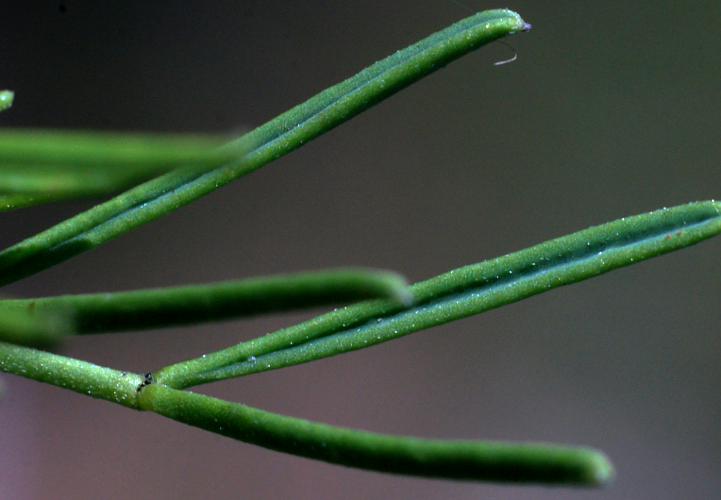Silver Cassia (Senna artemisioides ssp artemisioides)