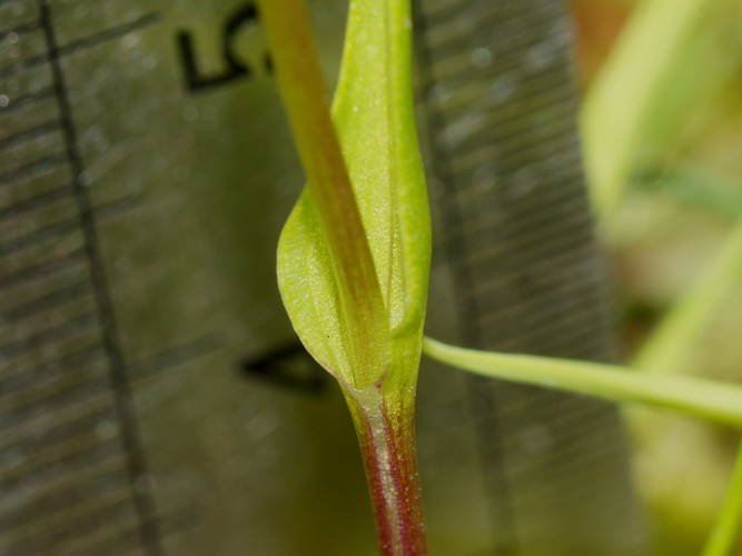 Long-leaf Early Nancy (Wurmbea dioica ssp dioica)