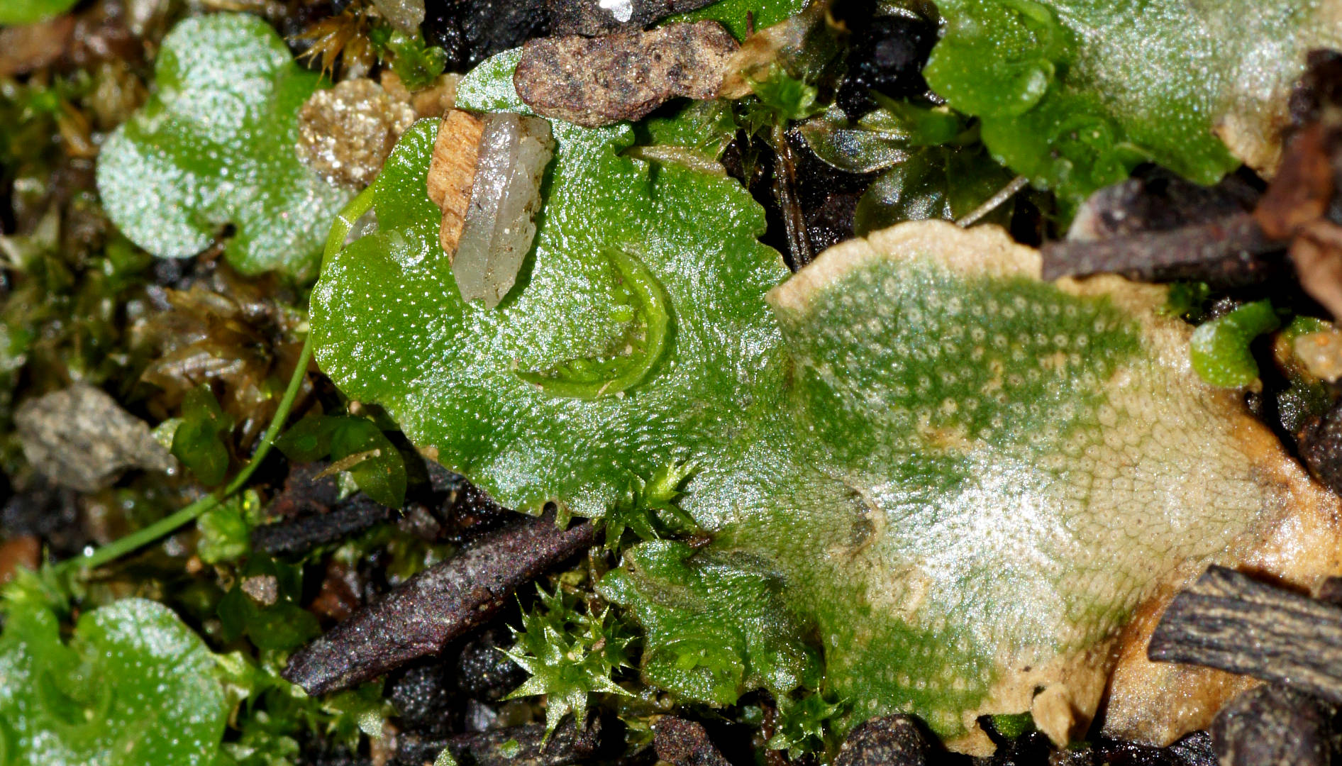 Crescent-cup Liverwort (Lunularia cruciata)
