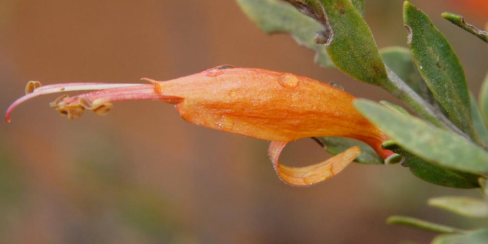 Tar Bush (Eremophila glabra)