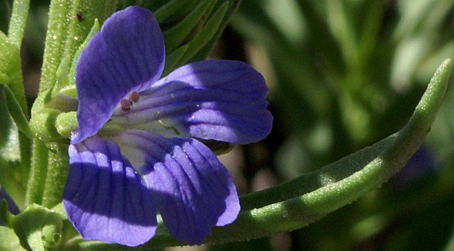 Bluerod (Stemodia florulenta)