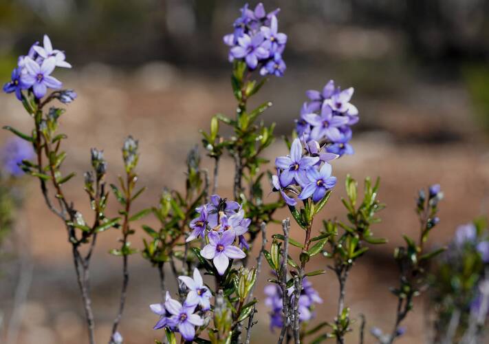 Smooth Blue-flower (Halgania andromedifolia)