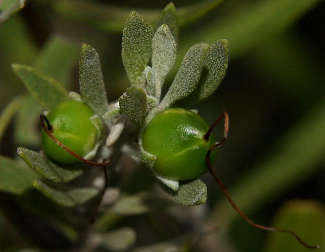 Tar Bush (Eremophila glabra)