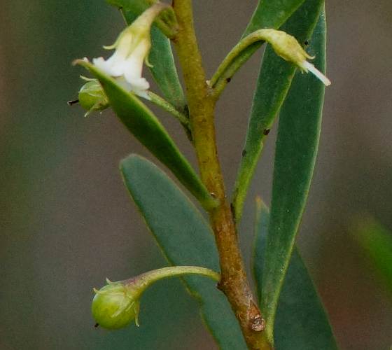 Turkey-bush (Eremophila deserti)