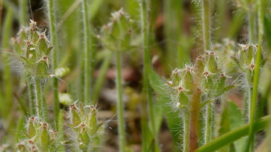Hairy Plantain (Plantago bellardii)