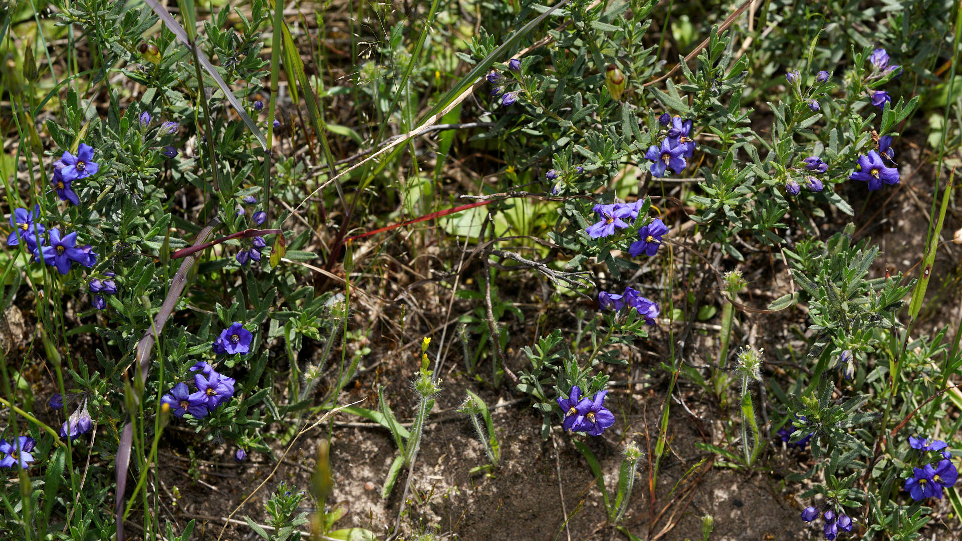 Rough Blue-flower (Halgania cyanea)